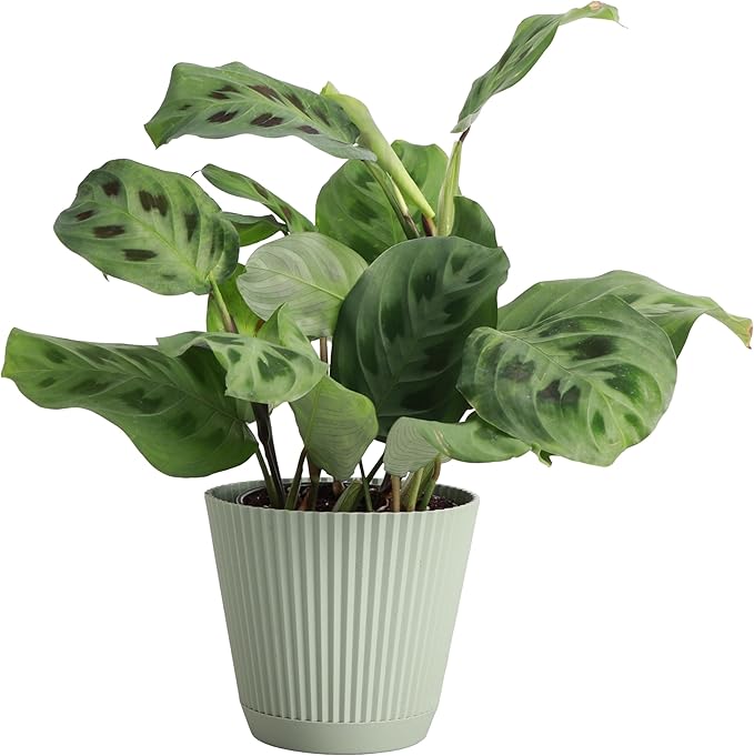 Thorsen's Greenhouse Green Prayer Plant, Live Indoor Plant, Pet Friendly, Uncommon Houseplant, Green Maranta, Easy to Grow, 4" Diameter Pot (Sage)