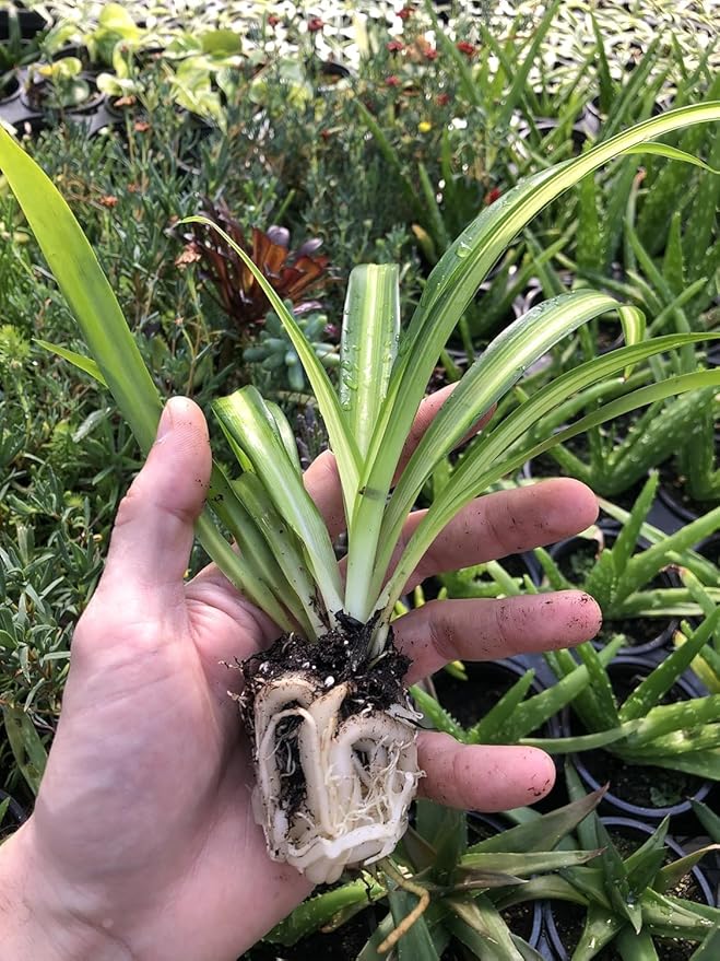 Hawaiian Spider Plant - 4 Pack Live Starter Plants - for Home & Office Decor - Air Purifying Rare Houseplants with White & Green Striped Foliage - Easy to Grow Indoor & Garden Plant