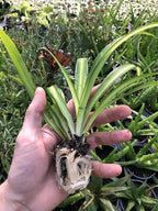 Hawaiian Spider Plant - 4 Pack Live Starter Plants - for Home & Office Decor - Air Purifying Rare Houseplants with White & Green Striped Foliage - Easy to Grow Indoor & Garden Plant