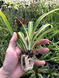 Hawaiian 2 Pack Live Spider Plants - Starter for Home & Office Decor - Air Purifying Rare Houseplants with White & Green Striped Foliage - Easy to Grow Indoor & Garden Plant (Pack of 1)