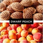 Bonsai Peach Tree Seeds – 2 Large Seeds for Miniature Fruit-Bearing Trees – Easy to Grow, Hardy, Produces Sweet Peaches - Great for Beginner Bonsai - Ideal for Home Garden