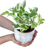 PLANTVERS Live Pearls and Jade Pothos in a 3" Nursery Pot | Low Light Variegated Houseplants | Air Purifying Indoor Plants | Vining Office Plants