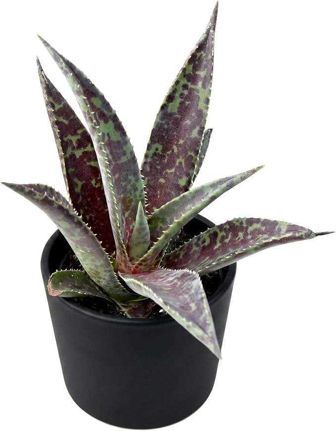 Mangave 'Blazing Saddles' (1.5" Plug) - Live Succulent Plant, Agave Like Rosette, Low Maintenance Indoor Outdoor Plant for Home Garden Decor, Beginner-Friendly Live Plants