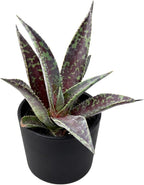 Mangave 'Blazing Saddles' (1.5" Plug) - Live Succulent Plant, Agave Like Rosette, Low Maintenance Indoor Outdoor Plant for Home Garden Decor, Beginner-Friendly Live Plants