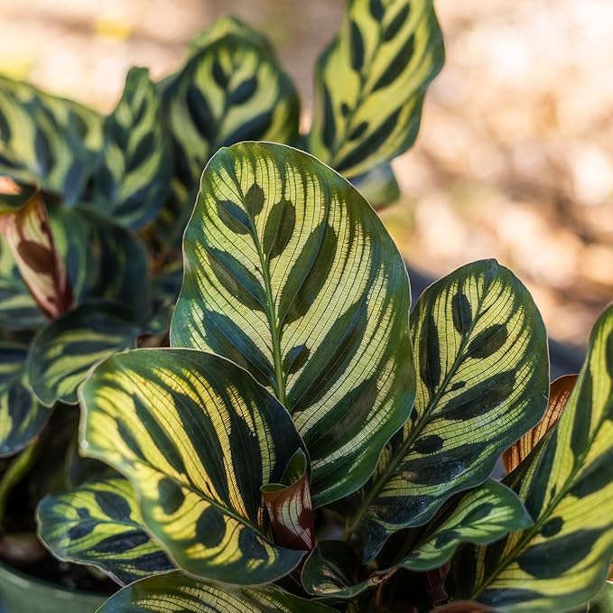 PERFECT PLANTS Peacock Calathea in a 6in. Growers Pot | Beautiful Indoor Prayer Plant Variety | Unique Easy Care Houseplant