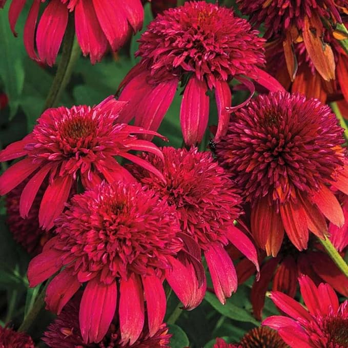 300+ Mix Double Echinacea Seeds - Double Coneflower Seeds Echinacea Flower Perennial Bloom Flowers Rare Plant
