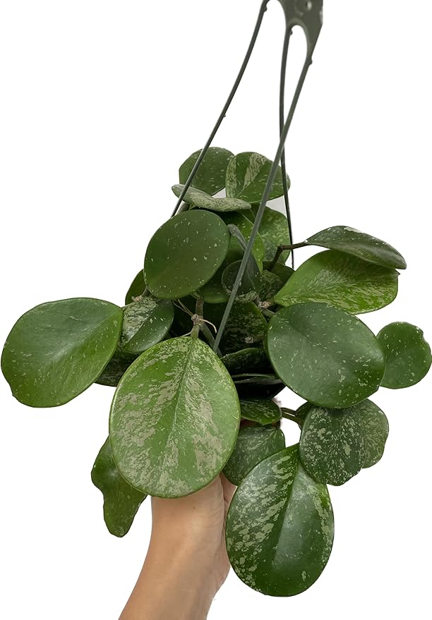 Hoya Obovata Spalsh Available in 2" Pot, 4" Pot, and 6" Hanging Pot Hoya Live Plants Live Houseplants California Seller (One Small Plant, 4" Pot)