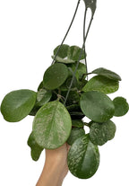 Hoya Obovata Spalsh Available in 2" Pot, 4" Pot, and 6" Hanging Pot Hoya Live Plants Live Houseplants California Seller (One Small Plant, 2" Pot)
