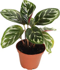Calathea Peacock Makoyana- 2'' from California Tropicals