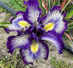 200+ Mixed Iris Flower Seeds - Rare & Beautiful Heirloom Varieties, Perennial Blooms in Stunning Colors for Garden Planting, Ideal for Full Sun and Outdoor Spaces