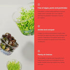 Ultum Nature Systems Glossostigma Elatinoides Tissue Culture Live Plant for Aquarium, Aquascape, Freshwater Fish Tanks - 100% Snail Free in Vitro