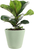 Thorsen's Greenhouse Ficus Lyrata, Fiddle Leaf Fig Plant, Rare, Live Indoor Plant, Collector Plant, Beautiful Foliage, Statement Piece, 6" Diameter Pot (Sage, 6" Pot)