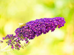 Greenwood Nursery: Live Shrub Plants - 'Black Knight' Butterfly Bush + Buddleja/Buddleia Davidii - [Qty: 10x Pint Pots] - (Click for Other Available Plants/Quantities)