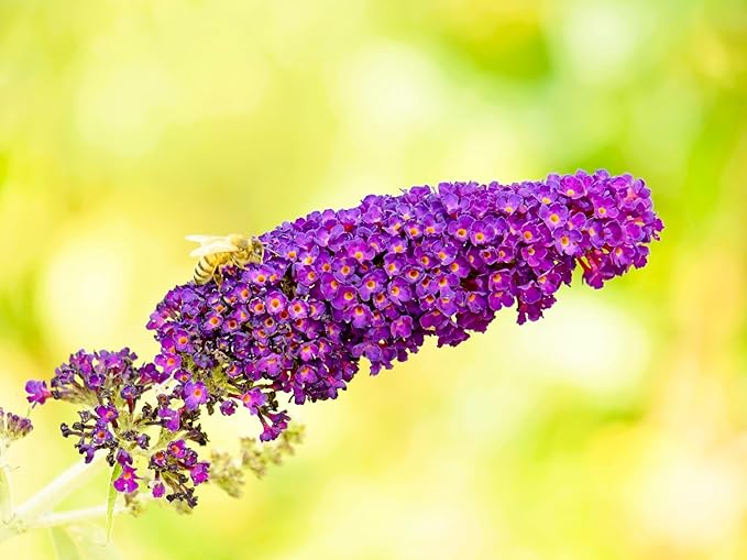 Greenwood Nursery: Live Shrub Plants - 'Black Knight' Butterfly Bush + Buddleja/Buddleia Davidii - [Qty: 5X Pint Pots] - (Click for Other Available Plants/Quantities)