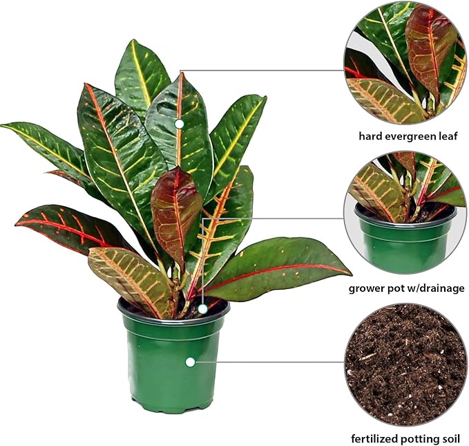 Live Croton Petra, Variegated Tropical Plant, Miracle Bush, Garden Croton, Mother's Day Gift, Valentine's Gift, Office Potted Plant, Mom Birthday Gift, Housewarming Gift in 4" Pot