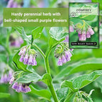 Sow Right Seeds - Comfrey Seeds for Planting - Non-GMO Heirloom Packet with Instructions to Plant an Outdoor or Indoor Herb Garden - Roots & Leaves for Home Remedies - Medicinal Salve, Oil, Tea (4)