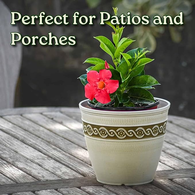 Coral Dipladenia Bush - Live Flower Plant - Tropical Plants of Florida - 14 inch Overall Height - 1 Gallon (Plant Only)