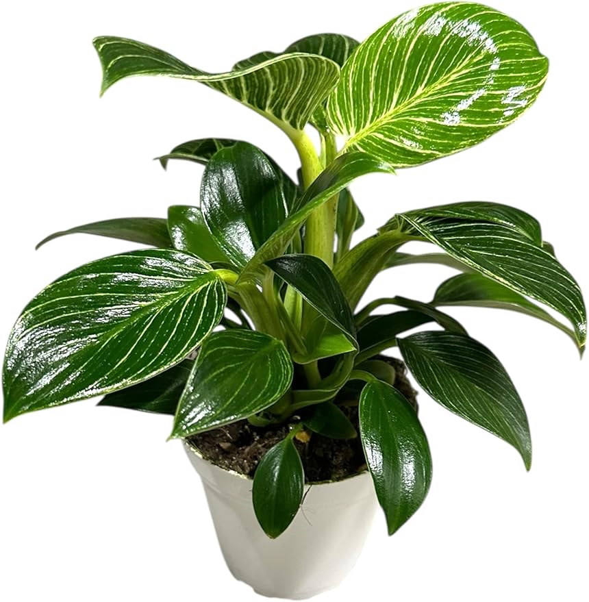 Philodendron Live Plant, Air Purifying, Easy Care, Easy to Grow, Rare Variety, Live Indoor Plant, 4 inch Pot (Philodendron Birkin)