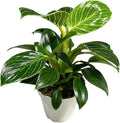 Philodendron Live Plant, Air Purifying, Easy Care, Easy to Grow, Rare Variety, Live Indoor Plant, 4 inch Pot (Philodendron Birkin)