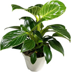Philodendron Live Plant, Air Purifying, Easy Care, Easy to Grow, Rare Variety, Live Indoor Plant, 4 inch Pot (Philodendron Birkin)