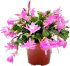 Thanksgiving Cactus, Pink Seasonal Blooms, Live Indoor Plant, Flowering Houseplant, Christmas Cactus, 6-Inch Pot, Holiday Decor, Pet Safe, Free Heat Pack