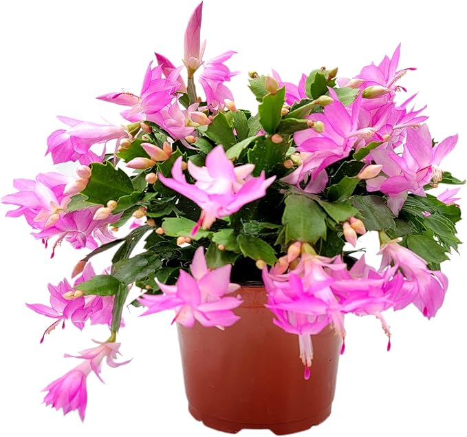 Thanksgiving Cactus, Pink Seasonal Blooms, Live Indoor Plant, Flowering Houseplant, Christmas Cactus, 6-Inch Pot, Holiday Decor, Pet Safe, Free Heat Pack