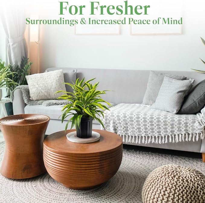 American Plant Exchange Dracaena Lemon Lime – 3-Gallon with Pot – Live Indoor/Outdoor Air Purifying Plant, Vibrant Green Foliage for Home, Office, or Patio Decor