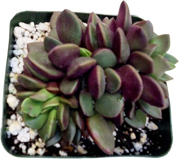 FATPLANTS Succulent Plant(s) Fully Rooted in 4 inch Planter Pots with Soil - Real Succulent Live Potted Succulents/Unique Indoor Cactus Decor (1, anacampseros rufescens Purple)