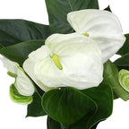 White Anthurium Live Plant (Approx. 18-21" Tall), Real Flowers/Unique House Plants in 6" Nursery Pot, Floral Desk Plant, Air Purifying Plants & Gifts for Plant Lovers by Plants for Pets