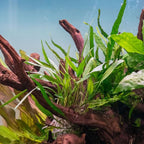 SubstrateSource Cryptocoryne Live Aquarium Plants - Freshwater Plant for Aquariums, Planted Fish Tanks - Beginner Friendly (Lutea, 3 Pots (15-20 Plants))