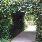 Star Jasmine 'Large Leaf' (2.5 Quart) Aromatic White Blooming Evergreen Vine - Full Sun Live Outdoor Plant