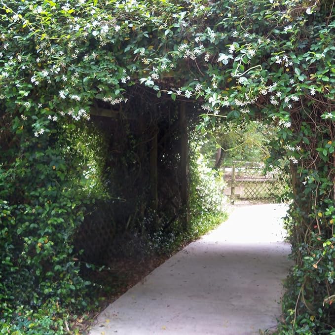 Star Jasmine 'Large Leaf' (2.5 Gallon) Aromatic White Blooming Evergreen Vine - Full Sun Live Outdoor Plant