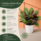 Calathea Burle Marx Live Plant - Air Purifier Indoor Plant for Home & Room Decor - Elegant Calathea House Plant - Vibrant Plants Live Houseplants - Perfect Live Plant for Plant Decor