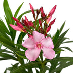 Hardy Pink Oleander – 3 gal - Pink Flowers on a Large Evergreen Shrub with a Tropical Appeal – Zones 8-10 - Nerium Oleander 'Hardy Pink' - 3 Gallon Pot