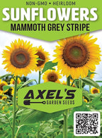 Mammoth Sunflower Seeds for Planting - Grow Giant Sun Flowers in Your Garden - Non GMO Heirloom Seeds - Full Planting Instructions for Easy Grow - Great Gardening Gifts (1 Packet)