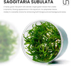 Ultum Nature Systems Sagittaria Subulata Tissue Culture Live Plant for Aquarium, Aquascape, Freshwater Fish Tanks - 100% Snail Free in Vitro