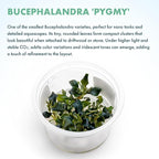 SubstrateSource Live Plants – Bucephalandra 'Pygmy' (Bucephalandra sp. 'Pygmy') – Low to Moderate Light, Deep Green Iridescent Color, Foreground to Midground, Rhizome – Tissue Culture, 1 Pack