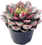 2" Live Succulent Plants Echeveria Firework, Mini Potted Succulents, Easy Care Indoor Houseplant, Unique Gifts, Home Office Décor