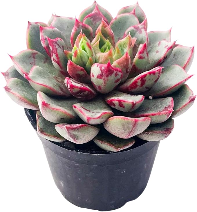 2" Live Succulent Plants Echeveria Firework, Mini Potted Succulents, Easy Care Indoor Houseplant, Unique Gifts, Home Office Décor