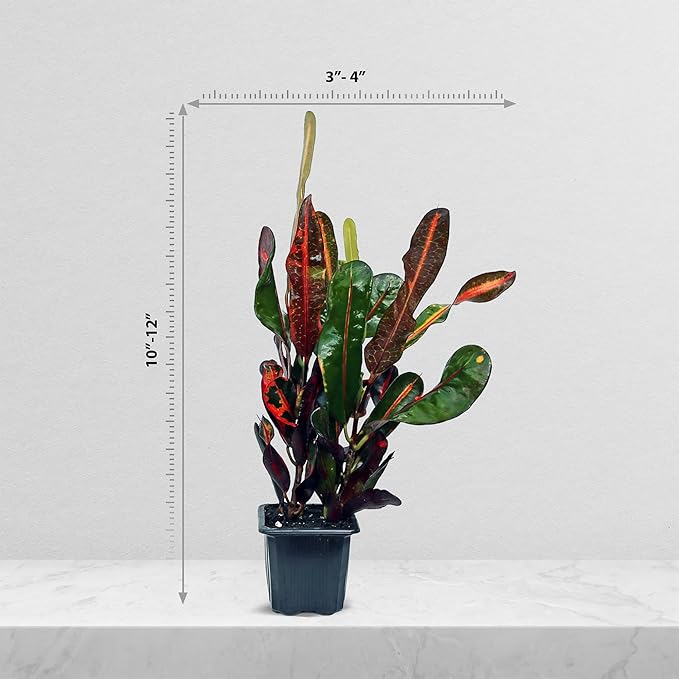 12 Pack Live Croton Mammy, Indoor Potted Variegated Plant, Office Plant Mom Dad Gift, Get Well Houseplant in 3" Pot