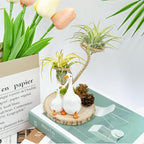 Air Plant Holders, Unique Air Plant Holders with Charming Decor, Home Decor for Living Room, Bedroom, Office, Table, Bookshelf, Gift, Office Decoration Supplies