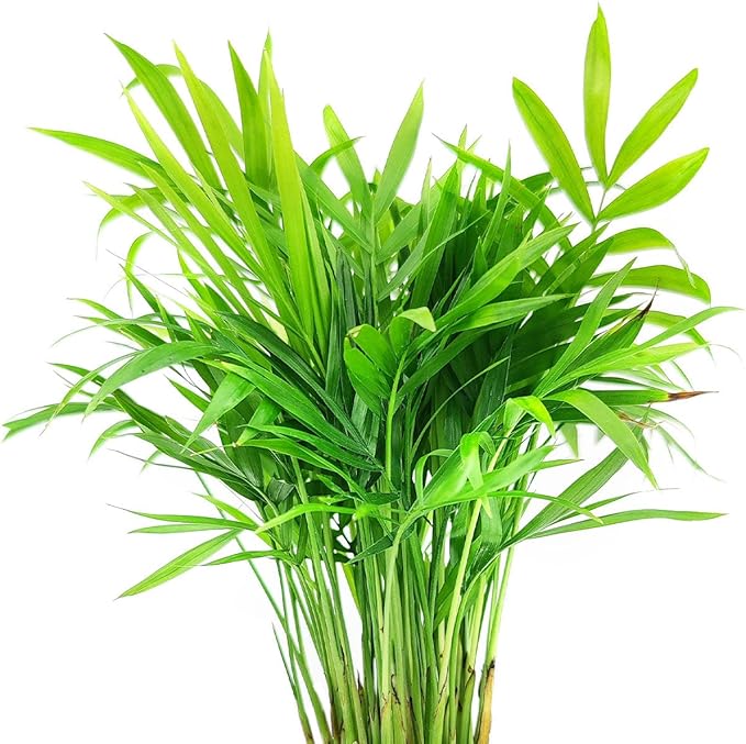 Neanthe Bella Palm (4" Grower Pot) - Low Light and Healthy Houseplant - Easy to Care Indoor Houseplant - Fully Rooted in 2/4/4.5/5/6 inch Sizes