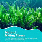 Live Plants for Fish Tank - Java Fern Mat with Coconut Coir, Microsorum Pteropus - Ideal Live Plants for Beta Fish Tank - Enhance Aquatic Environments Naturally