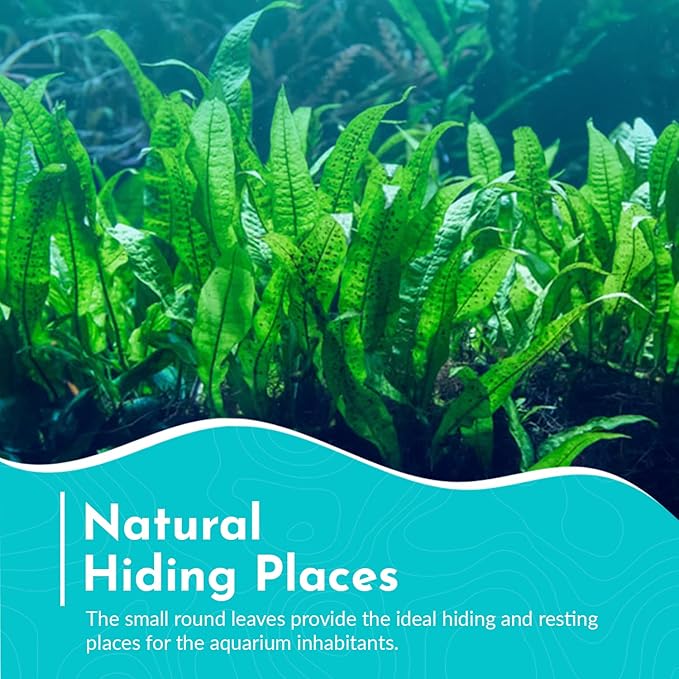 Live Plants for Fish Tank - Java Fern Mat with Coconut Coir, Microsorum Pteropus - Ideal Live Plants for Beta Fish Tank - Enhance Aquatic Environments Naturally