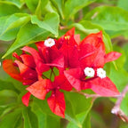 2 Bougainvillea Live Plants, Tropical Bougainvillea Flowering Vine, Fast Growing Outdoor and Container Plant, 4-8'' Tall (Red Orange Blooms)