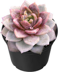 Sprout N Green Echeveria 'German Champagne', Live Succulent Fully Rooted in 2" Pot, House Plant for Indoor Outdoor Home Office Wedding Decoration Party Favor DIY Project, Easy to Care, Pet Friendly