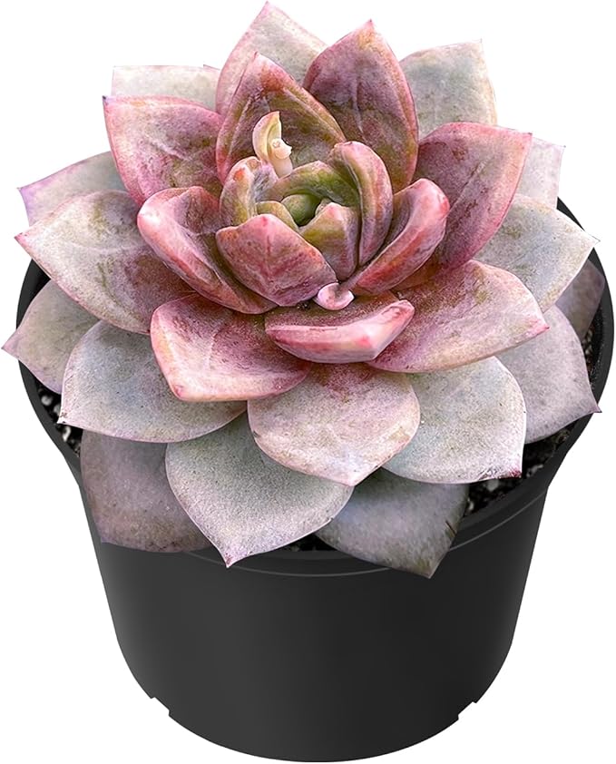 Sprout N Green Echeveria 'German Champagne', Live Succulent Fully Rooted in 2" Pot, House Plant for Indoor Outdoor Home Office Wedding Decoration Party Favor DIY Project, Easy to Care, Pet Friendly