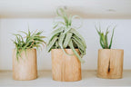 Medium Air Plants Streptophylla - Live Tillandsia Succulent House Plants - Available in Wholesale and Bulk - Home and Garden Decor - Easy Care Indoor and Outdoor Plant (Pack of 1)