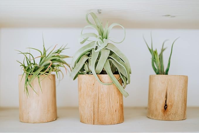 5 Pack Medium Air Plants Streptophylla - Live Tillandsia Succulent House Plants - Available in Wholesale and Bulk - Home and Garden Decor - Easy Care Indoor/Outdoor Air Plant