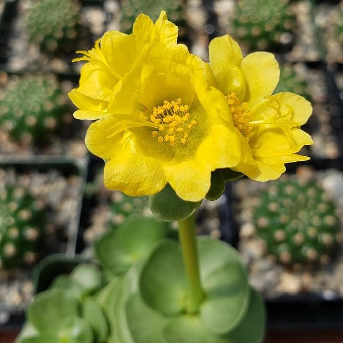Planet Desert Portulaca molokiniensis Cacti Cactus Succulent Real Live Plant